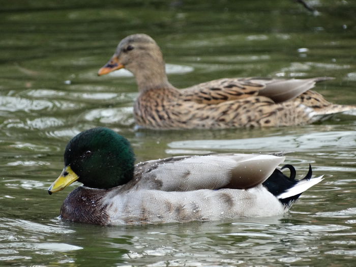 DSC02736 - Rate pitice