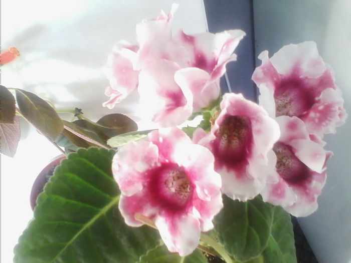 IMG_20141001_173249 - gloxinia 2014