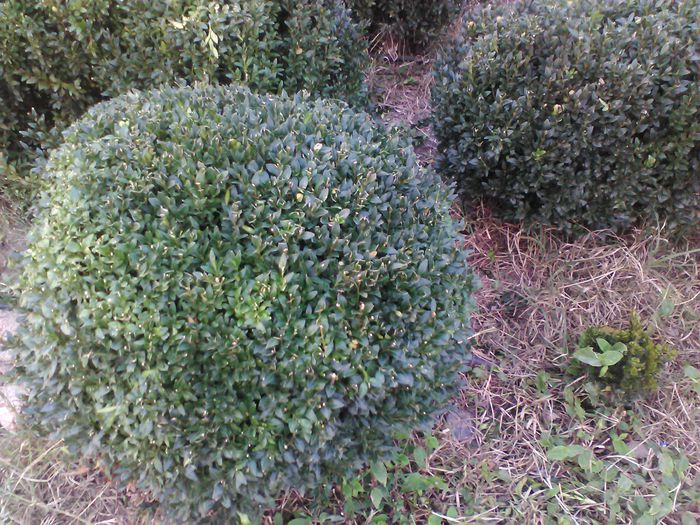 IMG_20141016_182314; buxus 2014
