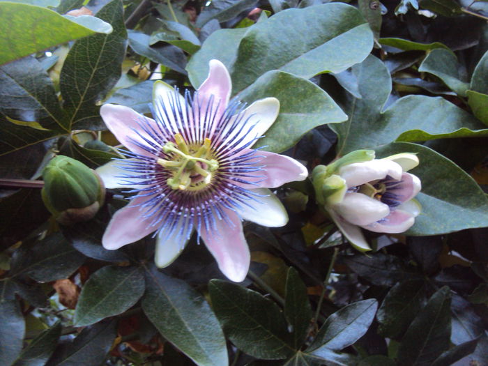 DSC04619 - Passiflora