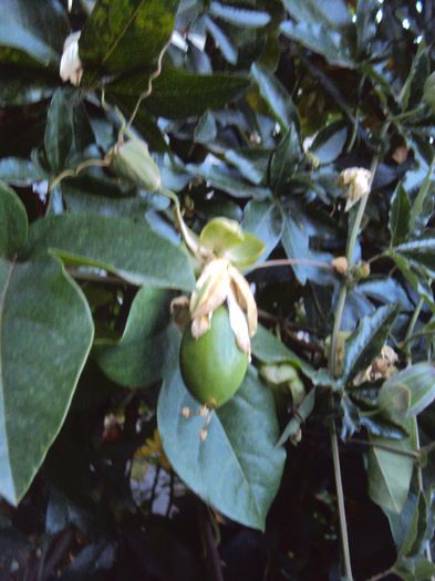 DSC04620 - Passiflora