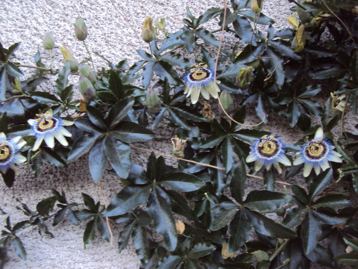 DSC04621 - Passiflora
