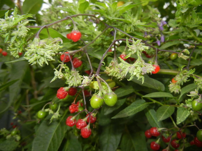 Solanum dulcamara (2014, Sep.06)