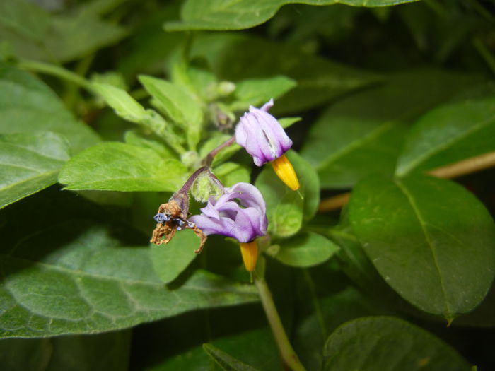 Solanum dulcamara (2014, Sep.06)