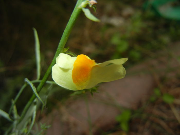 Linaria vulgaris (2014, September 07) - Linaria vulgaris