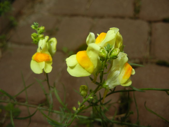 Linaria vulgaris (2014, September 07) - Linaria vulgaris