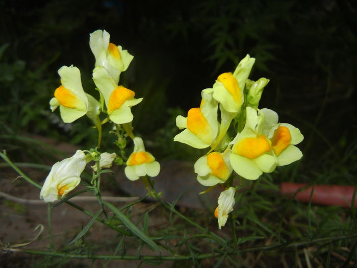 Linaria vulgaris (2014, September 12) - Linaria vulgaris