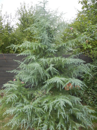 Cedrus deodara (2014, October 02)