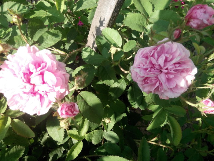 IMG_20140527_185956 - Cabbage rose