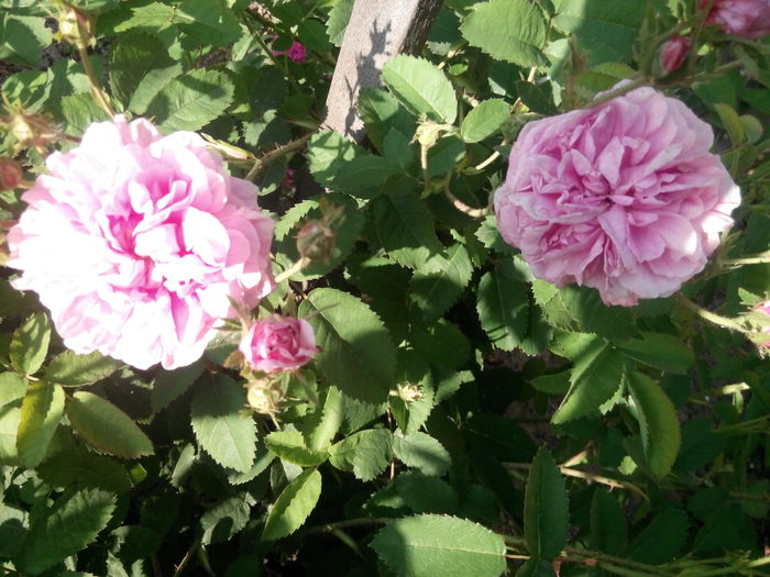 IMG_20140527_190000 - Cabbage rose