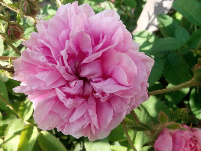 IMG_20140527_190006 - Cabbage rose