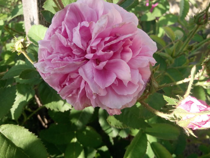 IMG_20140527_190013 - Cabbage rose