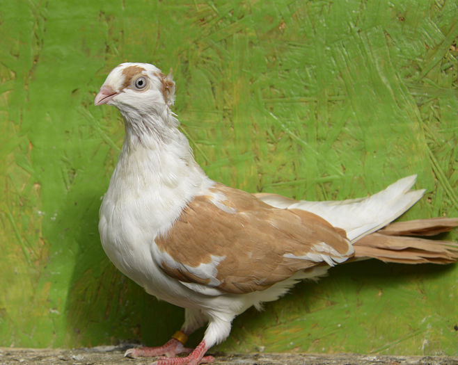 F TANARA 2014; F Tanara 2014
