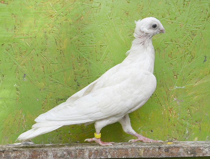 M ALB DIN GALBENI 2014