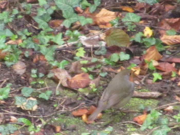 măcăleandru - Diverse 3 - Diverse