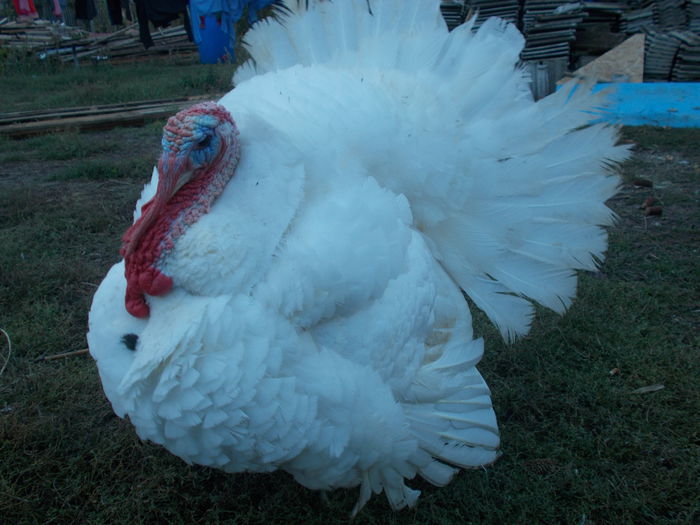 PE LANGA CASA SI EU...