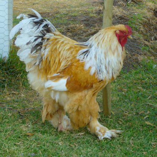 Lemon-Pyle-Cockrel; Lemon Pyle Cockrel | rugarebirdfarm 
rugarebirdfarm.co.za
