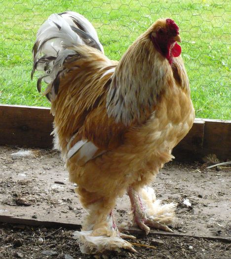 alfi-chicken-aug-10-0051 - 002 Exemplare brahma de referinta