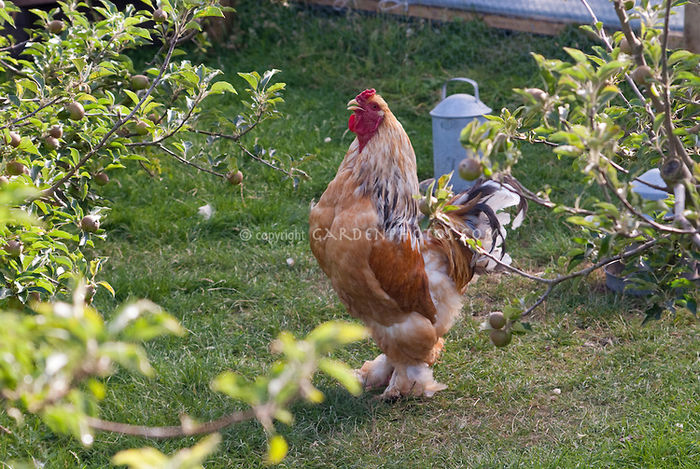 Rooster-Lemon-Pyle-Brahma-G016675 - 002 Exemplare brahma de referinta