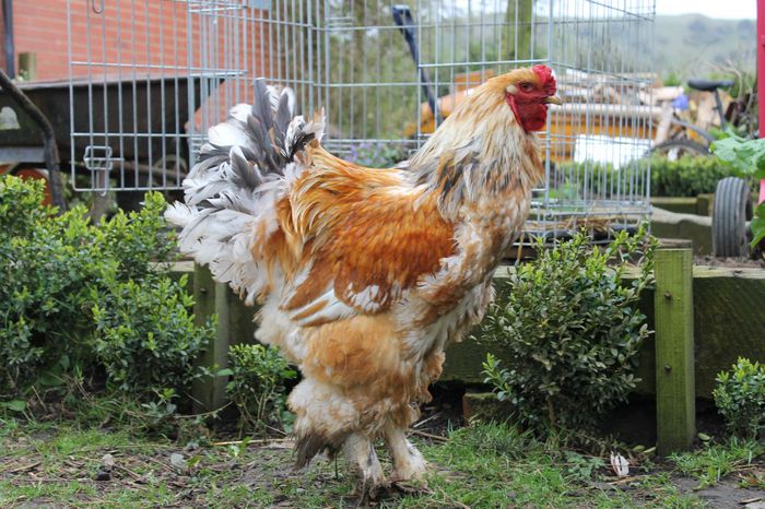 handsome-9-month-old-lemon-pyle-brahma-cockerel-53429268cac3e; Handsome 9 month old Lemon Pyle Brahma Cockerel* | Pewsey ... 
www.pets4homes.co.uk
