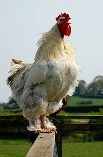 d1262f2aec9cf607b1cc40be136204cc; Chickens and Roosters on Pinterest 
www.pinterest.com
