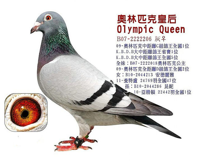 Olympic Queen - Porumbei de reproductie