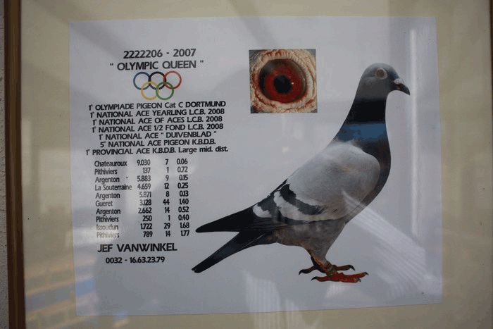 Olympic Queen1 - Porumbei de reproductie