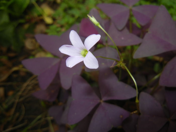 Oxalis Atropurpurea (2014, Oct.09)