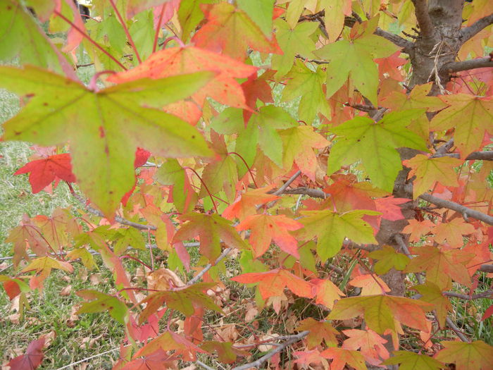 Liquidambar styraciflua (2014, Oct.09)