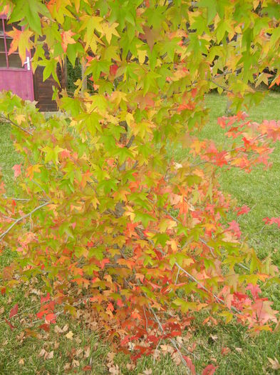 Liquidambar styraciflua (2014, Oct.09)