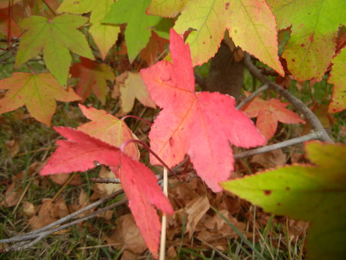 Liquidambar styraciflua (2014, Oct.09)