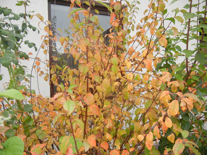 Prunus triloba (2014, October 09) - Prunus triloba
