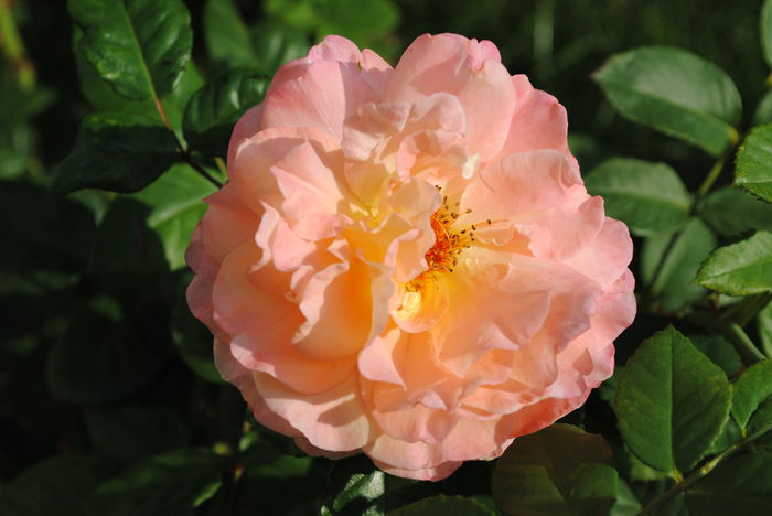 Augusta Luise, 13 oct