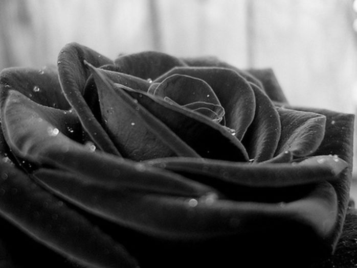 655213-bigthumbnail - Trandafirul negru