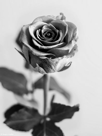 poveste-in-alb-negru-3 - Trandafirul negru