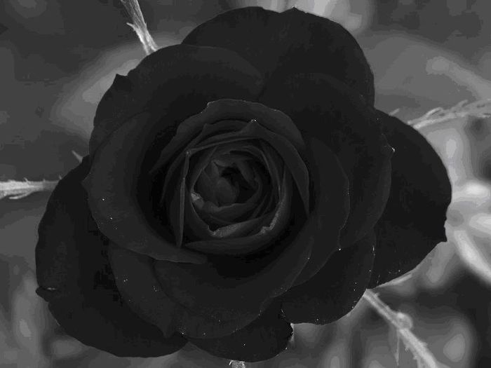 trandafir-alb-negru1 - Trandafirul negru