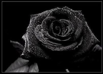 utilizator_15234_mare_trandafir_negru1 - Trandafirul negru