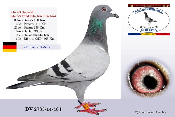 NOUA ACHIZITIE; Originala Markus Sollner
