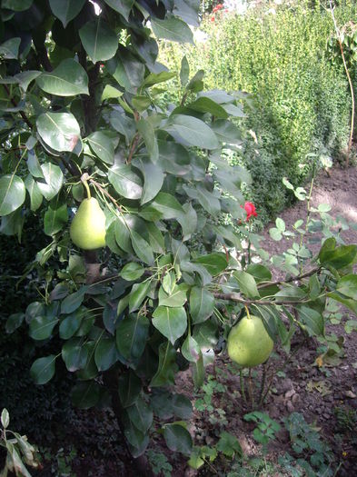 al II -lea soi de par dwarf