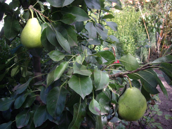 al II -lea soi de par dwarf