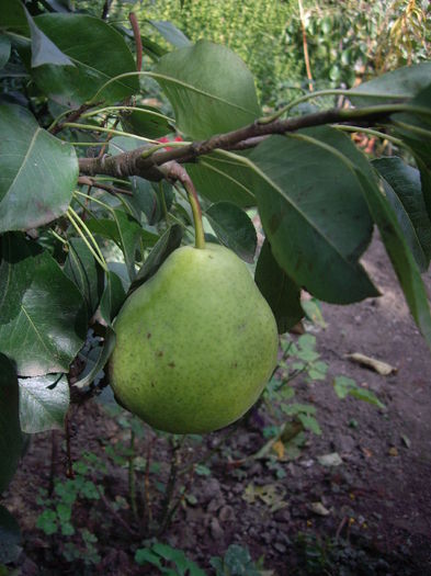 al II -lea soi de par dwarf