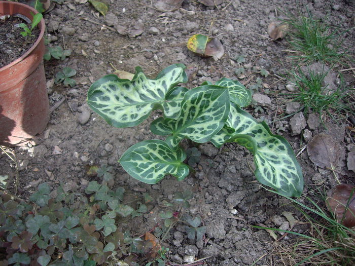 Arum Maculatum