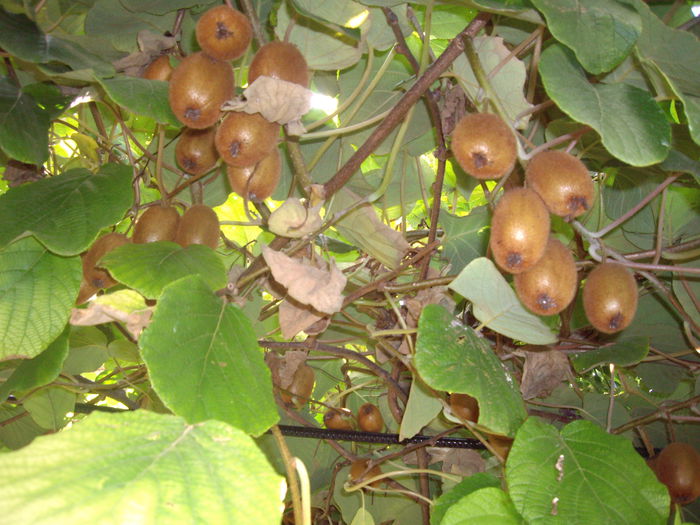 IMGP7504 - flori si trandafiri - 2014  -1