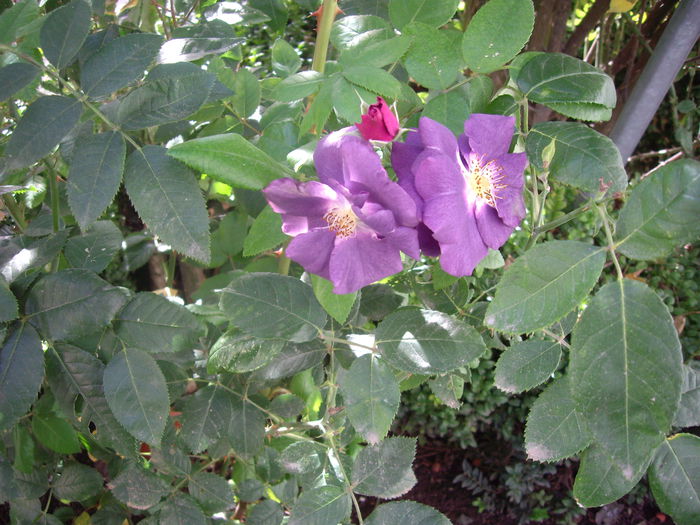 IMGP7512 - flori si trandafiri - 2014  -1