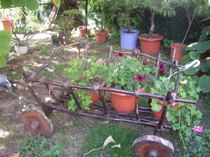 IMGP7513 - flori si trandafiri - 2014  -1