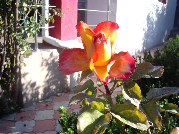 IMGP7515 - flori si trandafiri - 2014  -1