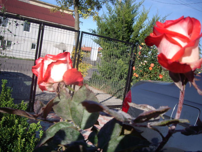 IMGP7517 - flori si trandafiri - 2014  -1