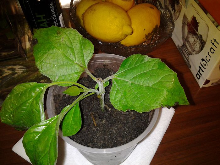 philiphilum//Eniko rez.:-)