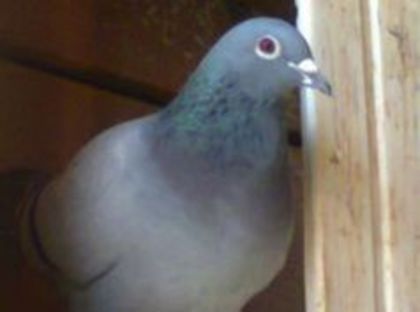 f ro 2010 - PORUMBEI CARE IAM VANDUT