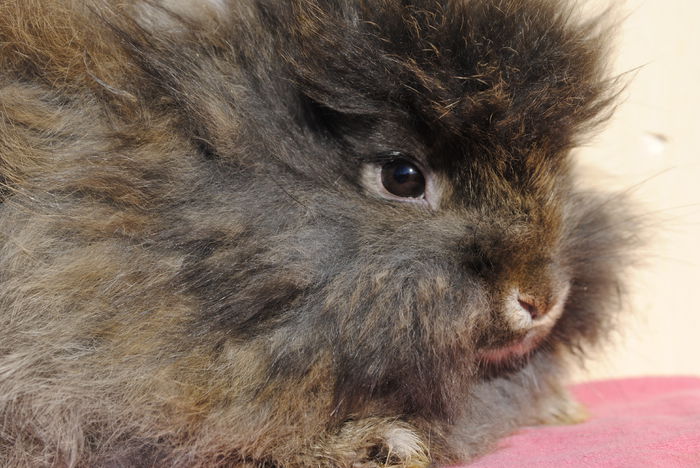 _DSC0043 - Z- Angora Iepurasi- Arhiva